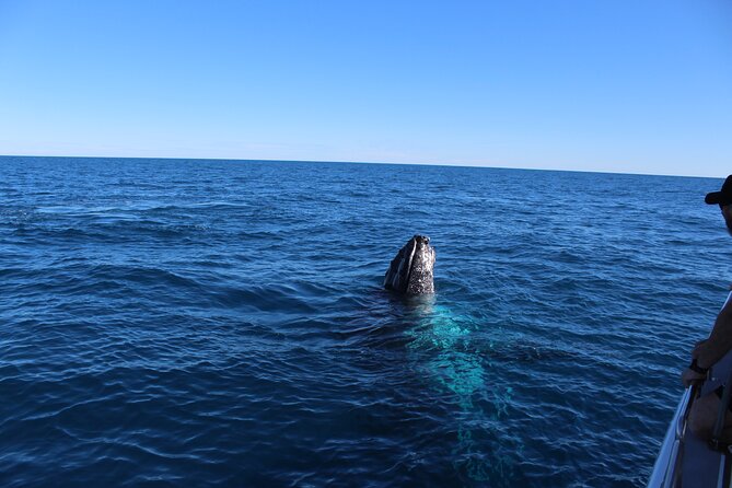 Kalbarri Whale Watching Tour - Inclusions