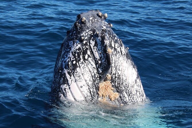 Kalbarri Whale Watching Tour - Accessibility