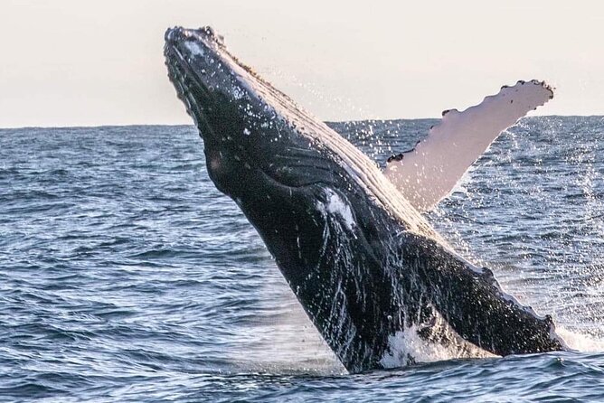 Kalbarri Whale Watching Tour - Confirmation and Booking