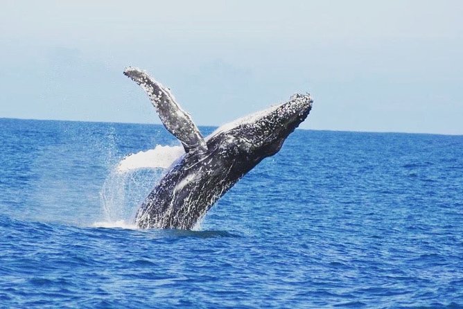 Kalbarri Whale Watching Tour Guided - Key Points