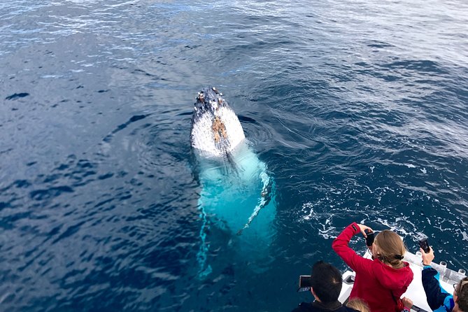 Kalbarri Whale Watching Tour Guided - Whale Migration Season
