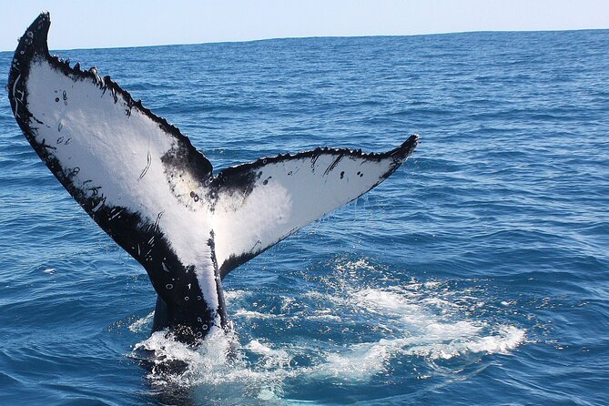 Kalbarri Whale Watching Tour Guided - Vessel and Viewing Opportunities