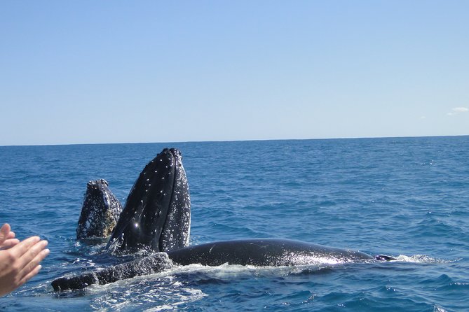 Kalbarri Whale Watching Tour Guided - Tour Capacity and Guidance