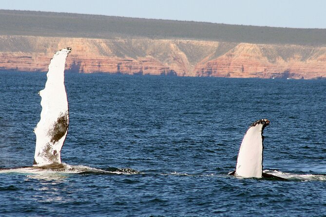 Kalbarri Whale Watching Tour Guided - Meeting Point and Departure