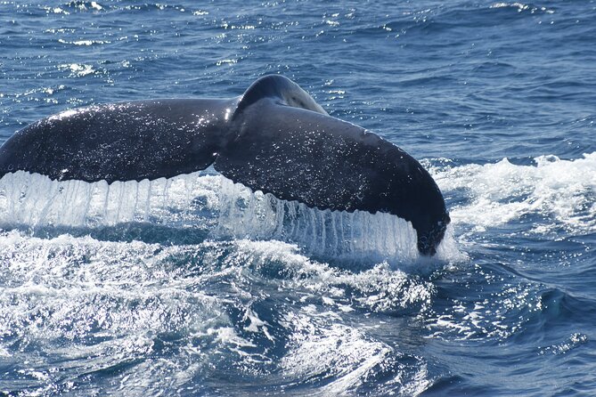 Kalbarri Whale Watching Tour Guided - Cancellation and Refund Policy