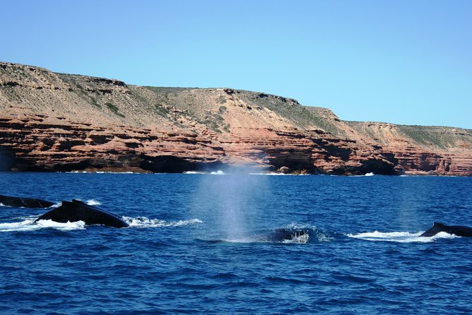 Kalbarri Whale Watching Tour Guided - Passenger Expectations and Accessibility