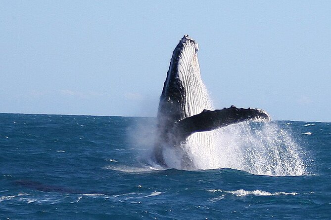 Kalbarri Whale Watching Tour Guided - Reviews and Feedback Highlights
