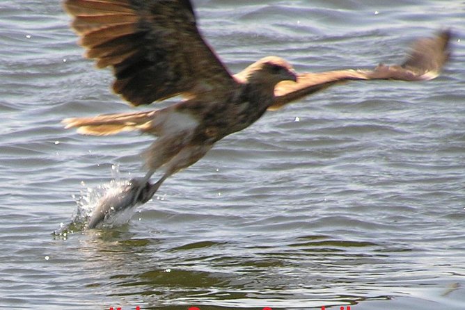 Kalgan Queen Scenic Cruises a Four Hour Sheltered Water Wildlife Tour Daily Fun. - Inclusion in the Cruise Package