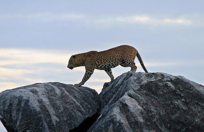 Kalutara/Bentota/Kosgoda/Ahungalla/Hikkaduwa: Yala Safari - Wildlife Experience