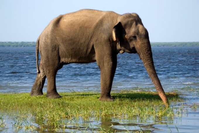 Kalutara/Bentota/Kosgoda/Ahungalla/Hikkaduwa: Yala Safari - Customer Feedback