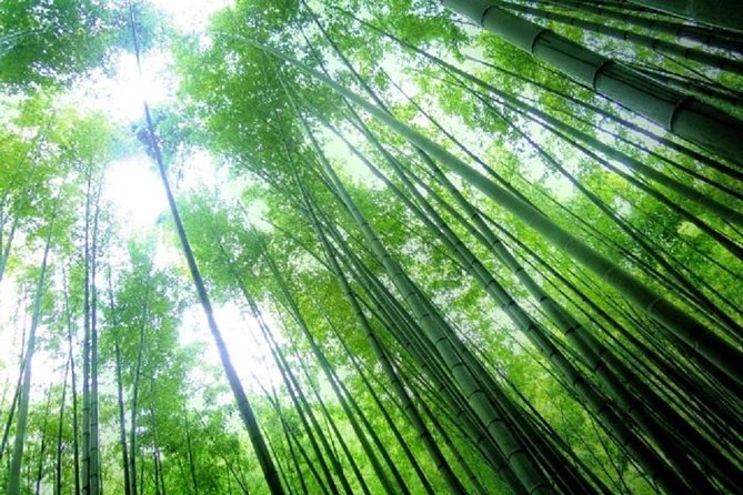 Kamakura Bamboo Forest and Great Buddha Private Tour - The Great Buddha Statue