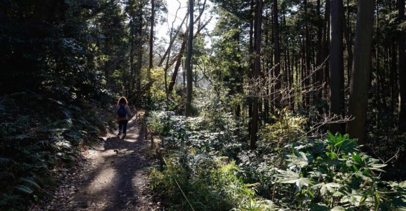 Kamakura: Daibutsu Hiking Trail Tour With Local Guide - Highlights of the Tour