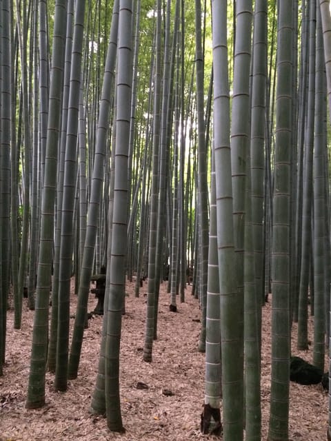 Kamakura Walking Tour With Local Guide Including Hokokuji - Hokokuji Temple