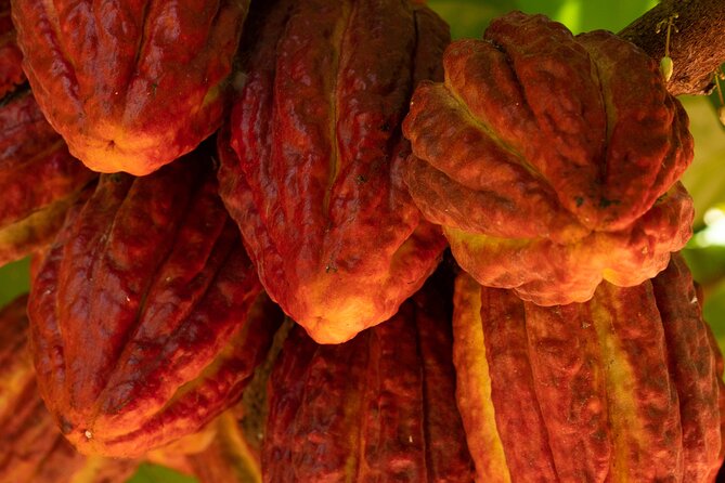 Kamananui Cacao Orchard Tour - Tour Overview
