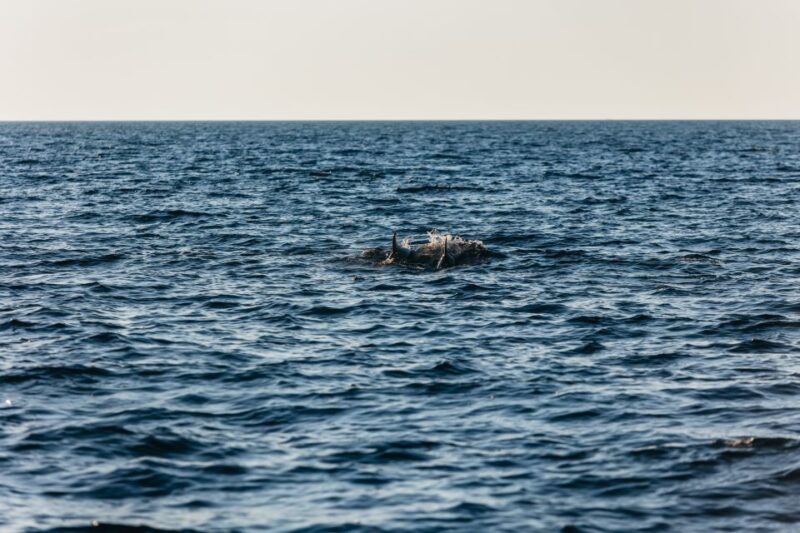 Kamenjak/Medulin: Sunset Dolphin Boat Tour With Dinner - Customer Feedback