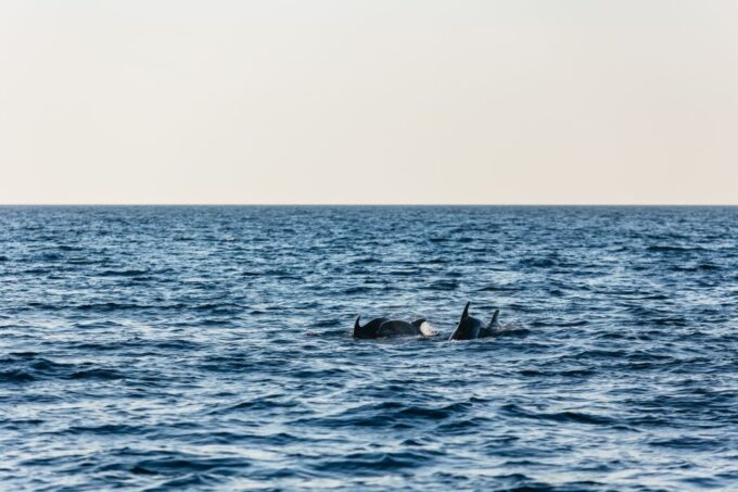 Kamenjak/Medulin: Sunset Dolphin Boat Tour With Dinner - Scenic Medulin Archipelago
