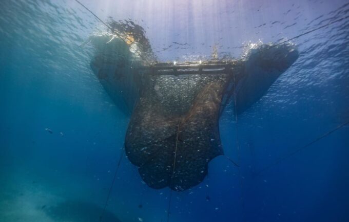 Kamiros Skala: Marine Life Experience by Boat - Snorkeling Equipment and Gear Provided