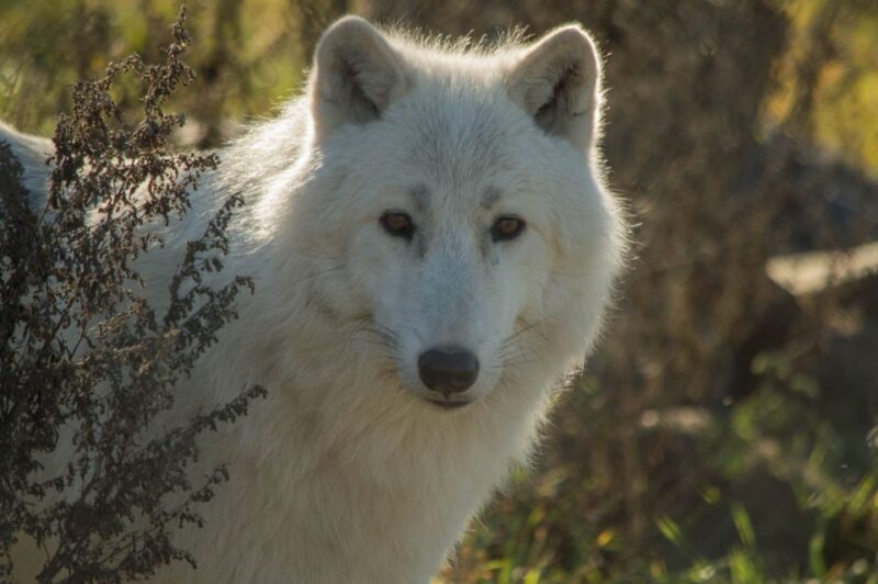 Kamloops: BC Wildlife Park Entry Ticket - Park Experience