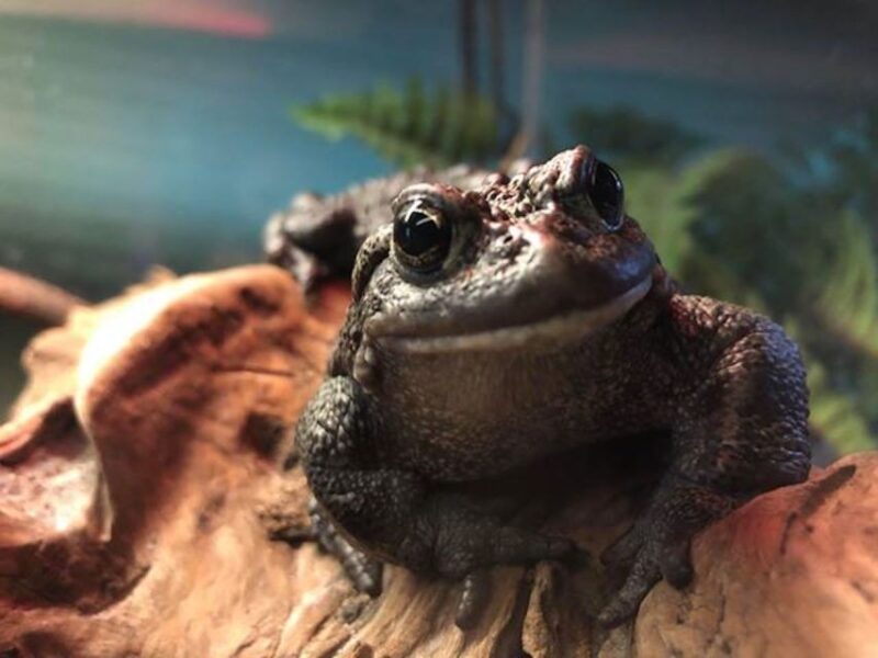Kamloops: BC Wildlife Park Entry Ticket - Included in the Ticket