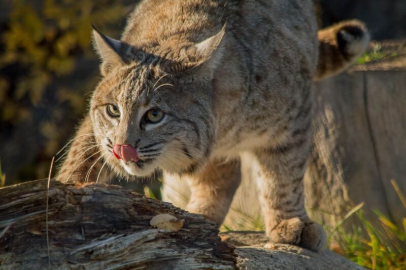 Kamloops: BC Wildlife Park Entry Ticket - Accessibility and Amenities