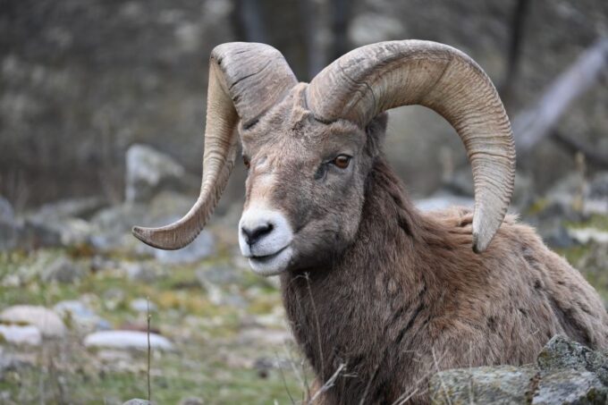 Kamloops: BC Wildlife Park Entry Ticket - Frequently Asked Questions