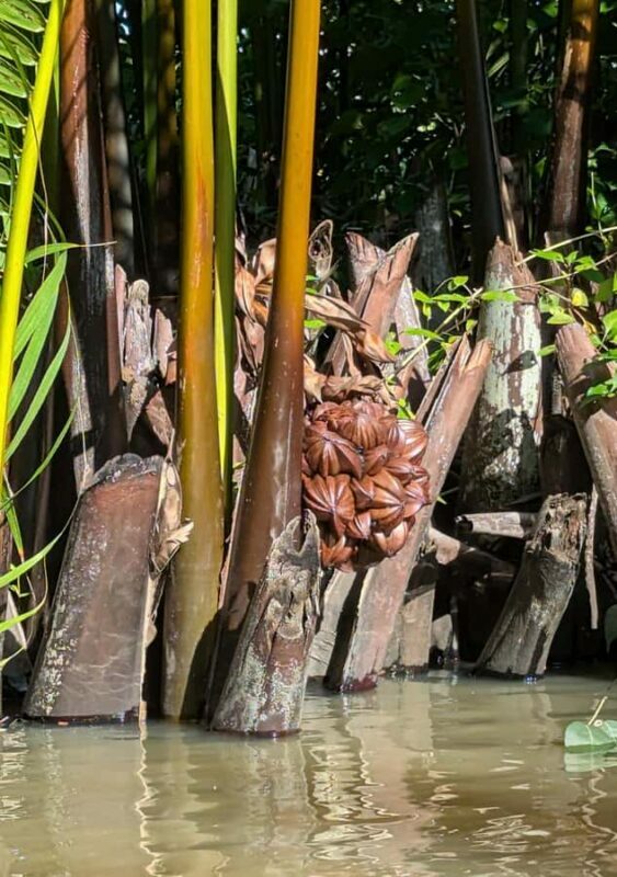 Kampot Countryside & Pepper Farm Tour, Kayak Trip with Lunch - Sunset by the River