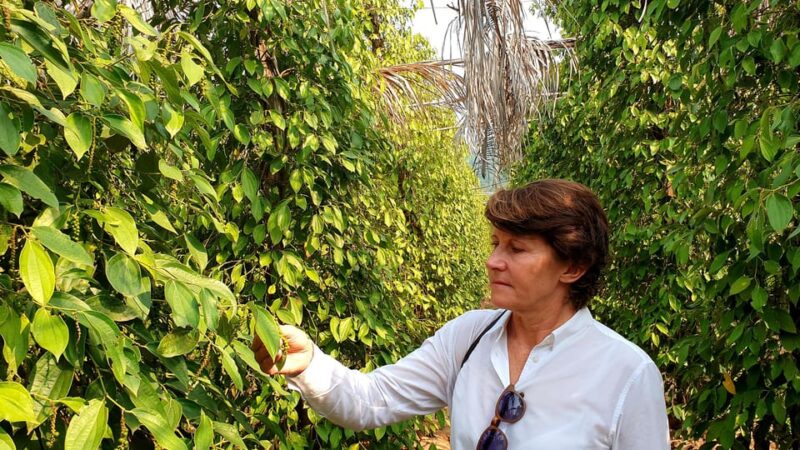 Kampot Day Trip to Pepper Farm, Temple and Salt Field , Etc - Booking Information