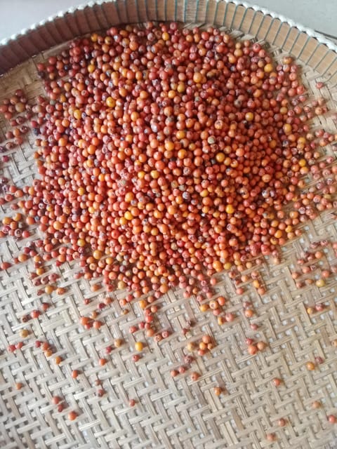 Kampot Half Day Tours (Country Side & Pepper Farm) - Good To Know