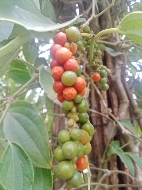 Kampot Half Day Tours ( Countryside Side & Pepper Farm) - Included Services