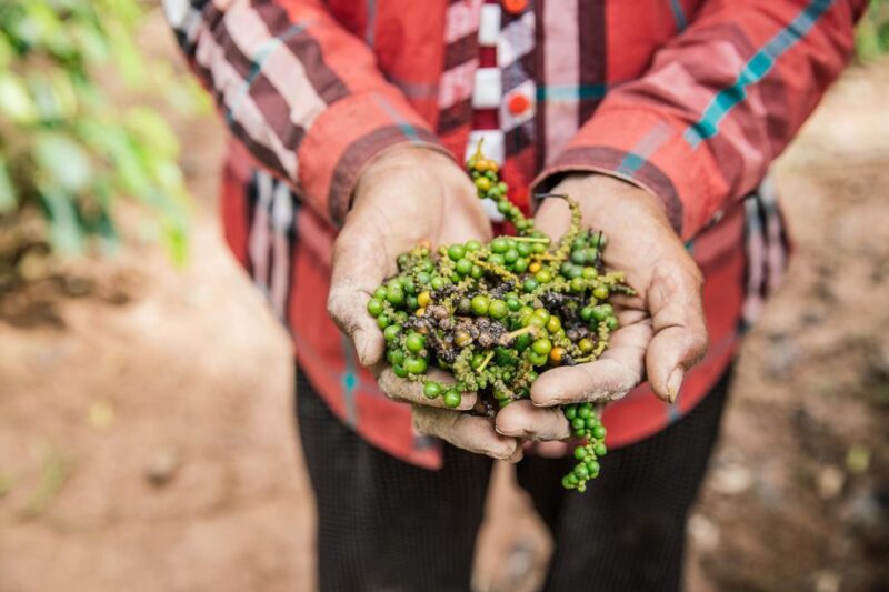 KAMPOT PEPPER EXPERIENCE by Discovery Center, Kep West - Good To Know