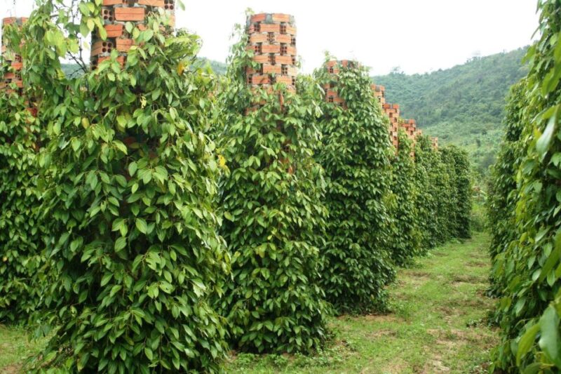 KAMPOT PEPPER EXPERIENCE by Discovery Center, Kep West - Inclusions and Transport