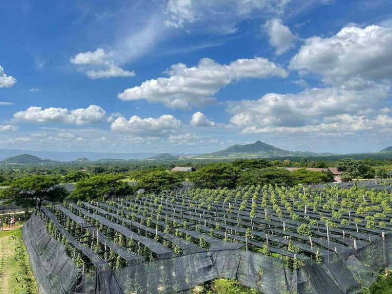 Kampot Pepper Farm, Salt Fields, Crab Market from Phnom Penh - La Plantation: A Taste of Kampot Pepper