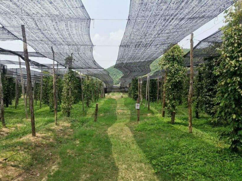 Kampot Pepper Farm Tour: Salt Fields, La Plantation & Cave - Key Points