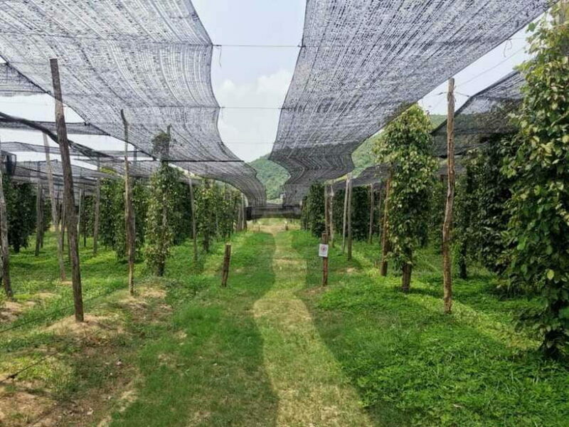 Kampot Pepper Farm Tour: Salt Fields, La Plantation & Cave - What’s Not Included