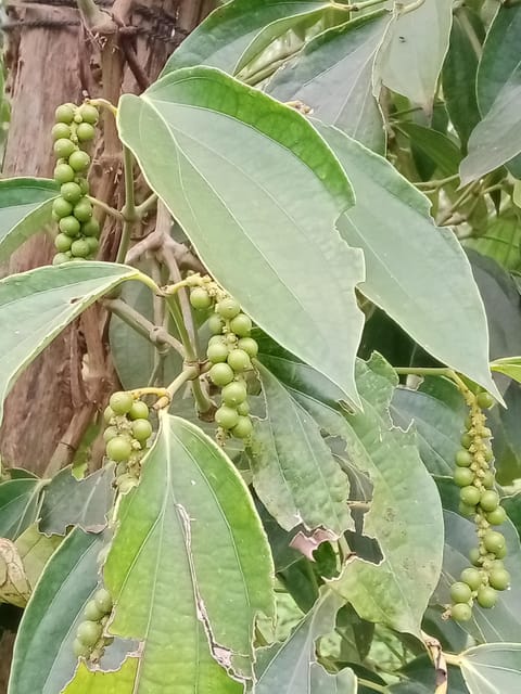 Kampot Tours- La Plantation and Kep-.Crab Market - Brateak Krola Sightseeing