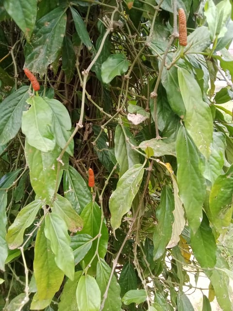 Kampot Travel. Pepper Farm.Secret Lake.Cave & Salt Field - Frequently Asked Questions