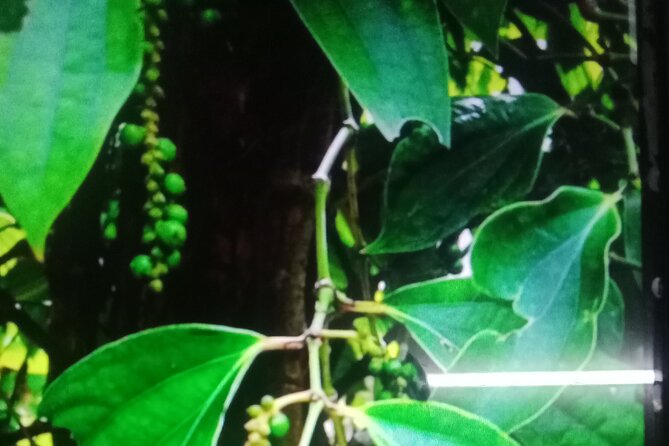 KAMPOT TRIPS - Country Side Tours & Kep. Crab Market - Destination Highlights