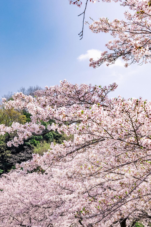 Kanagawa: Sagamiko Resort Pleasure Forest Admission Ticket - Experience Highlights