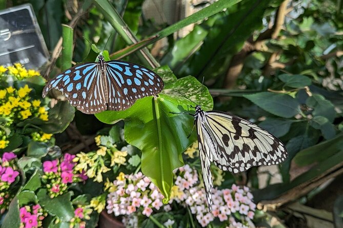 Kanazawa Temples Panoramic Landscape Views and Butterflies - Lunch Arrangements