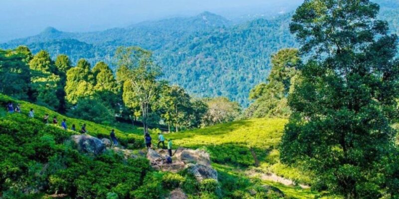Kandy: 2 Day All-Inclusive Tea Plantation Adventure! - Itinerary Highlights