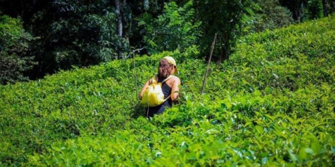 Kandy: 2 Day All-Inclusive Tea Plantation Adventure! - Tea Plucking Experience