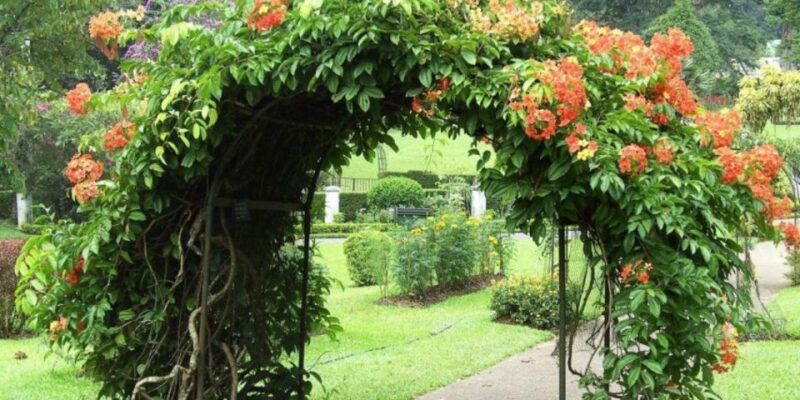 Kandy: All Inclusive City Tour! - Transportation and Pickup