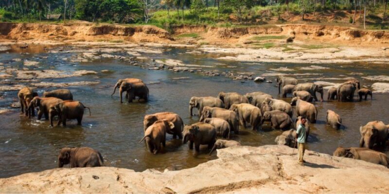 Kandy and Pinnawala: Private Day Trip From Colombo Harbor - Frequently Asked Questions