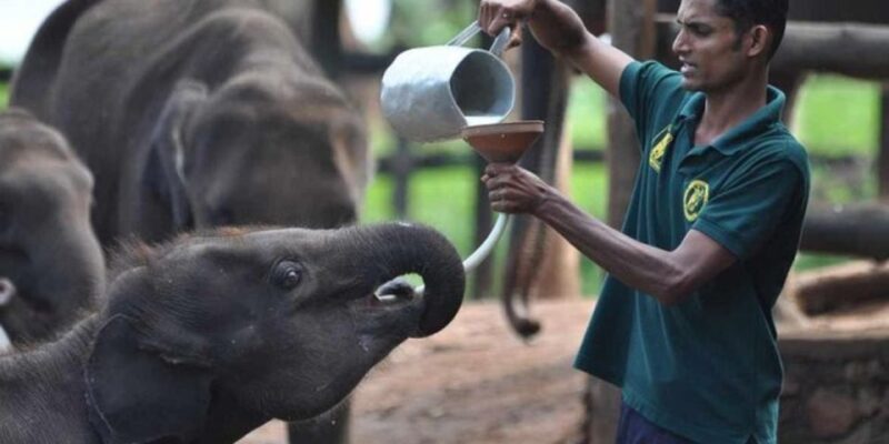 Kandy and Pinnawala: Private Day Trip! - Pinnawala Elephant Orphanage