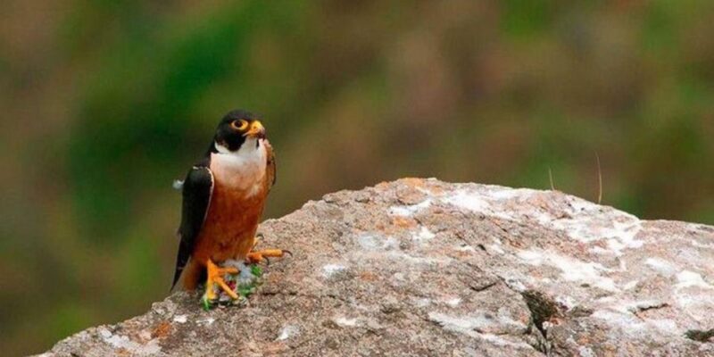 Kandy: Bell Lane Cycling Expedition & Adventure Tour! - Inclusions