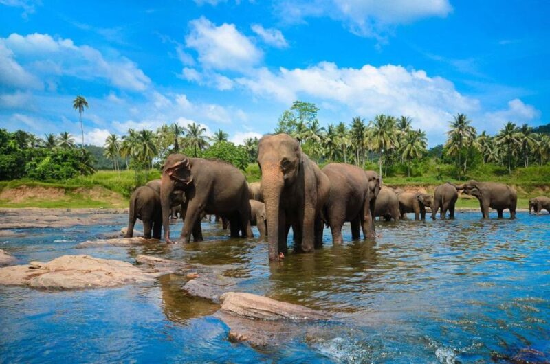 Kandy City Tours With Ambuluwawa Tower - Transportation and Flexibility