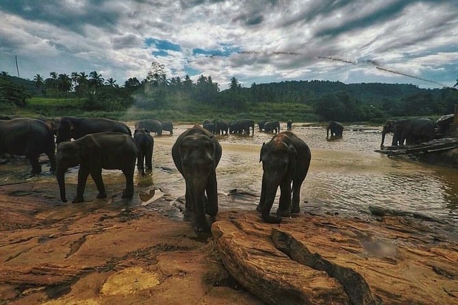 Kandy Day Tour From Colombo With Pinnawala - Exploring Pinnawala
