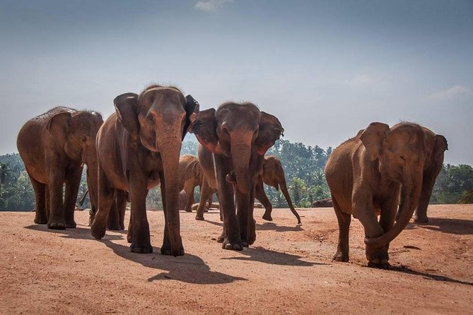 Kandy Day Tour From Colombo With Pinnawala - Highlights and Experiences