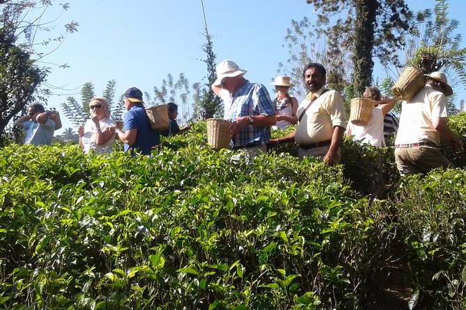 Kandy Day Trip From Colombo: Tea Factory- Peradeniya Botanical Gardens-Kandy - Visiting the Tea Factory
