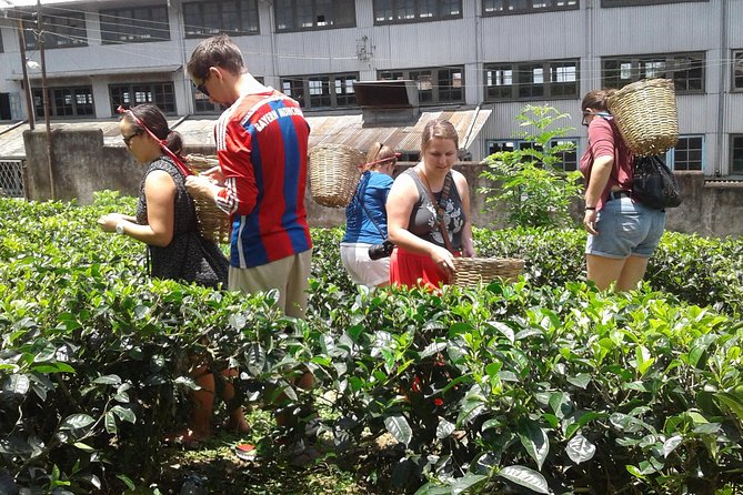 Kandy Day Trip From Colombo: Tea Factory- Peradeniya Botanical Gardens-Kandy - Exploring Peradeniya Botanical Gardens
